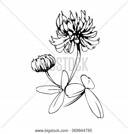 Meadow Clover Flower With Leaves And Bud Vector Illustration In Black Ink Isolated On White Backgrou