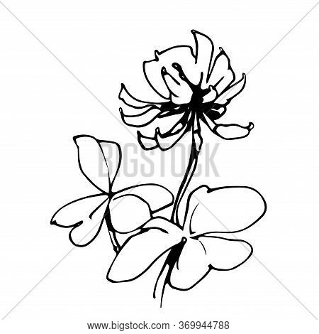 White Clover Flower With Leaves Vector Illustration In Black Ink Isolated On White Background In Han