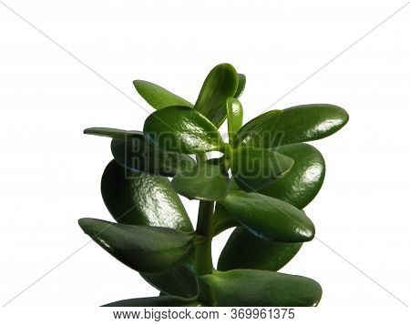 Isolated Shade-loving Plant With Thick Green Leaves