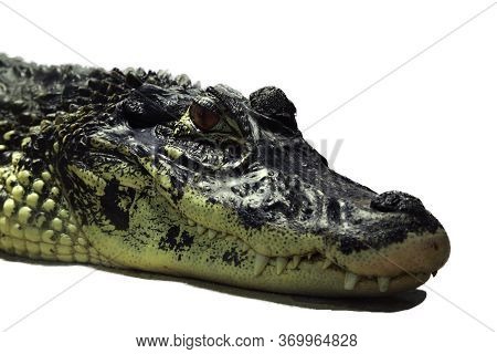 The Black Caiman (melanosuchus Niger), Detail Of The Head With Jaws Full Of Sharp Teeth