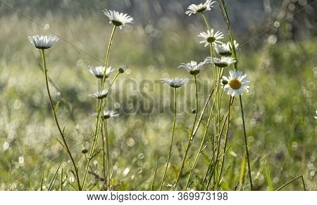Chamomile Daisy Flowers In The Grass Covered With Rain Or Morning Dew For An Abstract Background. We