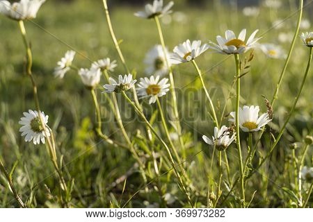 Chamomile Daisy Flowers In The Grass Covered With Rain Or Morning Dew For An Abstract Background. We