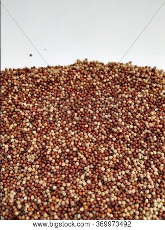 Raw Ragi/finger Millet Is A Rich In Protein, Fiber, Calcium, Iron, Prevents From Osteoporosis And Ch