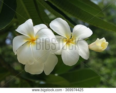 A White Frangipane Floer In A  Tree ( Plumeria Alba )