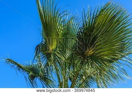 Green Sabal Palm Tree Against Blue Sky