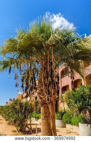 Trachycarpus Palm Against Blue Sky And Clouds