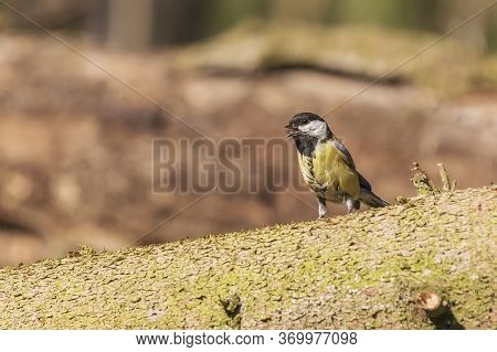 The Parus Major On A Tree Bark In A Forest Has An Ants In Its Beak.