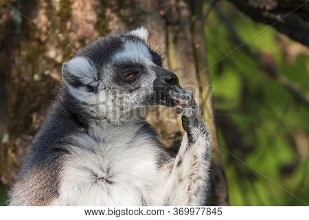 Portrait Of Lemuriformes - Lemur In Park With Nice Background