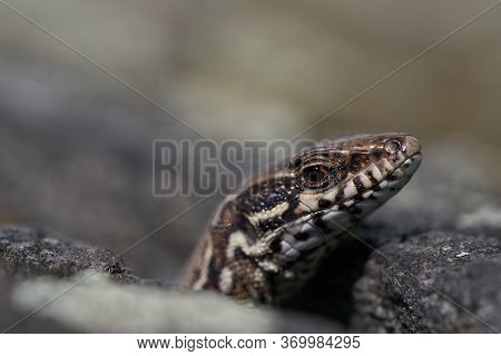 Sand Lizard Lacerta Agilis Herpetology Free Portrait