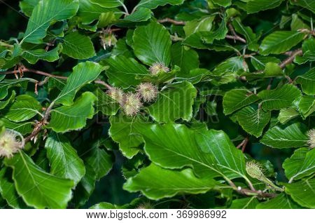 Close-up Of Green Foliage And Hairy Cupules At A Beech Tree