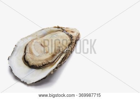Fresh Oyster On White Background