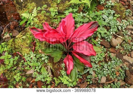 Cordyline Fruticosa Evergreen Flowering Plant, Asparagaceae. Red Plant Is Of Great Cultural Importan