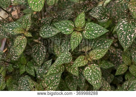 Hypoestes Phyllostachya With Pink Spotted Leaves In Tropical Jungle, Bali Island In Indonesia.close 