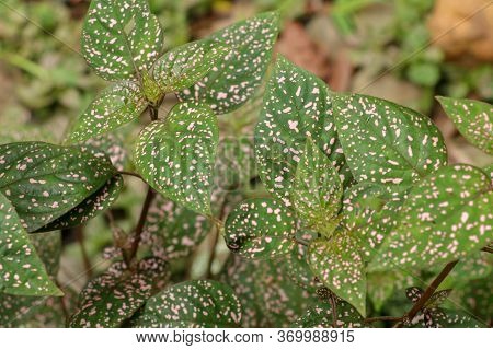 Hypoestes Phyllostachya With Pink Spotted Leaves In Tropical Jungle, Bali Island In Indonesia.close 