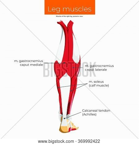 Muscles Of The Right Leg, Rear View. Scheme.