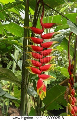 Close Up Of Heliconia Rostrata Ten Day On Green Leaves Background. Red Flowers Inflorescence Lobster