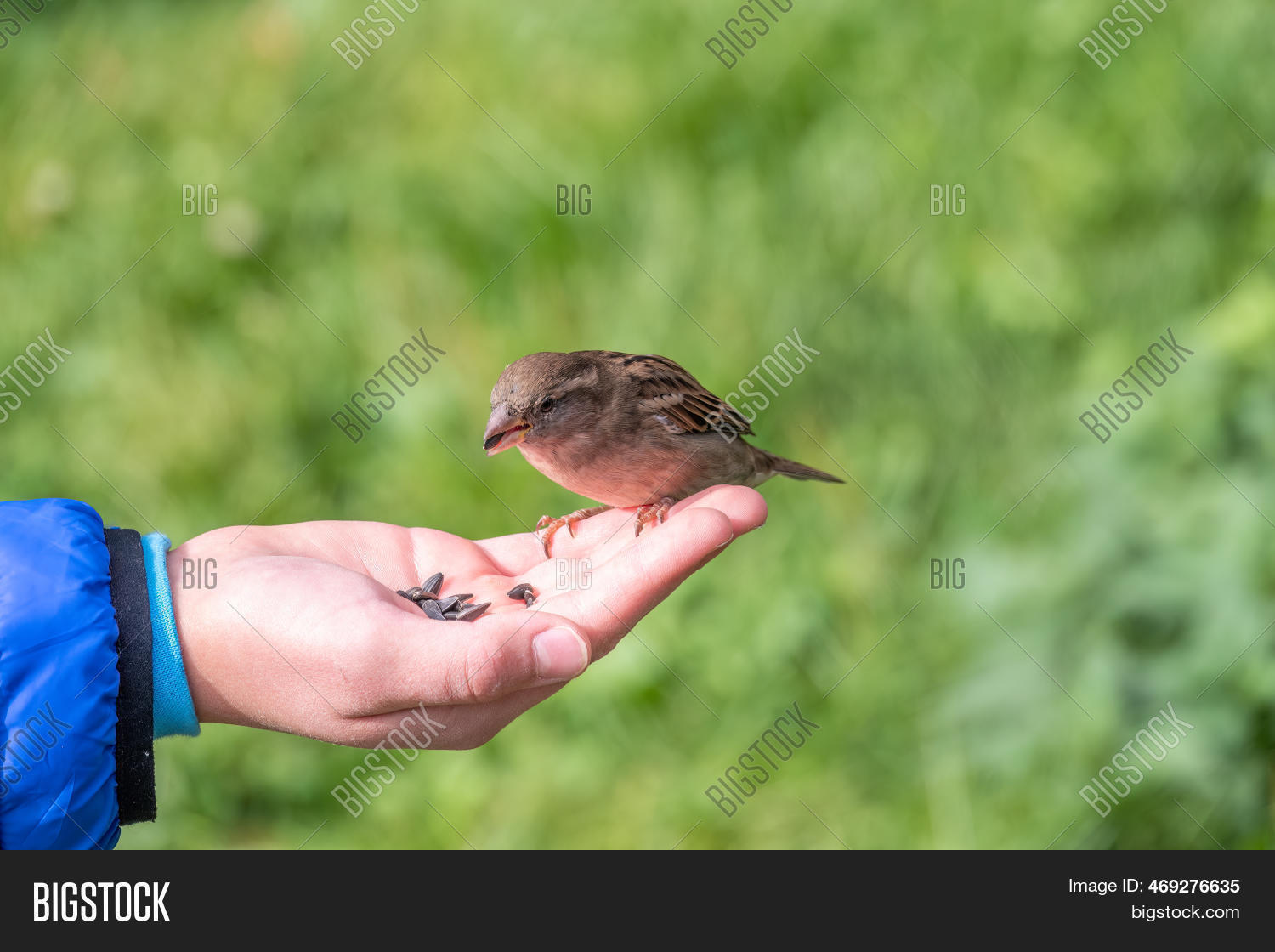 Boy Feeds Birds Seeds Image & Photo (Free Trial) Bigstock