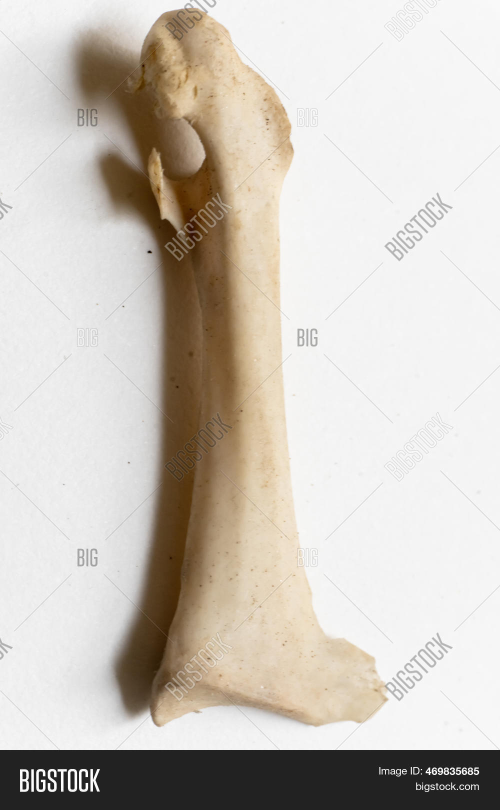 Humerus Part Bird Image Photo Free Trial Bigstock Humerus Part Bird Image Photo Free Trial Bigstock