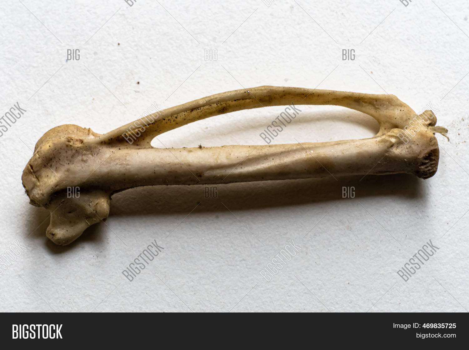Radius Ulna Part Bird Image & Photo (Free Trial) Bigstock