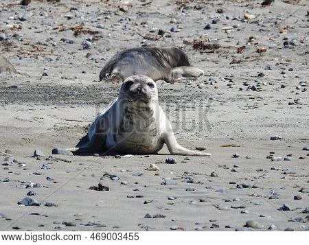 A Young Elephant Seal Enjoying A Warm, Sunny Day On The Arroyo Laguna Beach In San Simeon, Californi