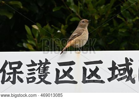 A Female Daurian Redstart Perched On A Sign That Says 'wildlife Sanctuary' In Japanese.