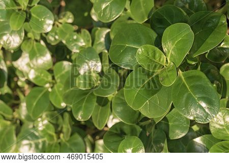 Tree Bedstraw Or Mirror Bush With Shiny Leaf Outdoor In Daytime
