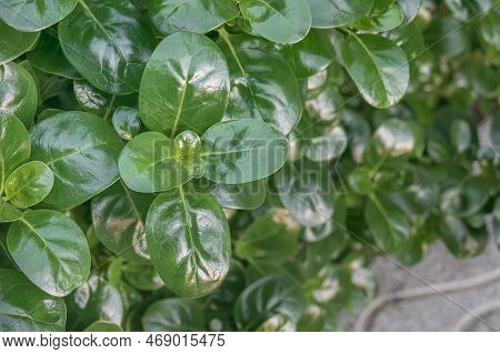 Tree Bedstraw With Shiny Leaf Growing Outdoor In Daytime
