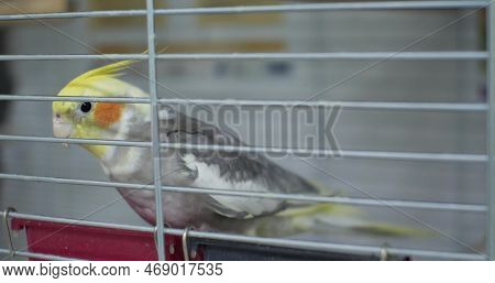 A Gray Cute Corella Parrot Sits In A Cage On A Perch. Beautiful Domestic Parrot In A Cage. Corella P