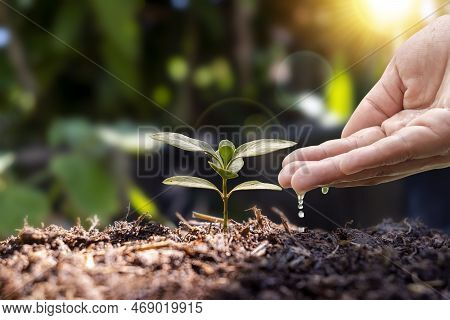 Male Hands Watering Plants, Farmer's Hands Checking The Growth Of Vegetable Seeds Or Plant Seedlings