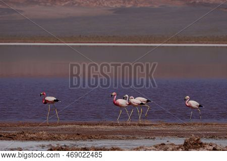 Flamingos In The Laguna Carachi Pampa Biosphere Reserve, Catamarca, Argentina. High Quality Photo