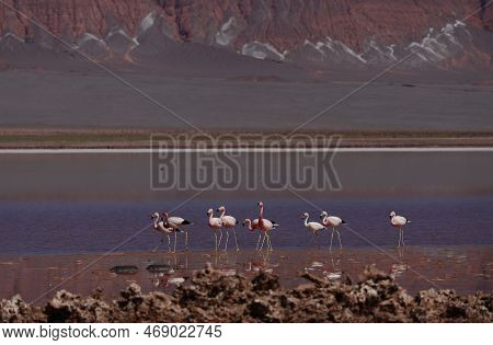Flamingos In The Laguna Carachi Pampa Biosphere Reserve, Catamarca, Argentina. High Quality Photo