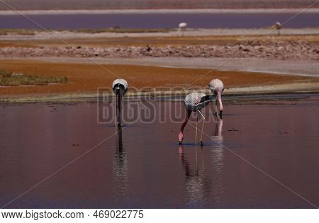 Flamingos In The Laguna Carachi Pampa Biosphere Reserve, Catamarca, Argentina. High Quality Photo
