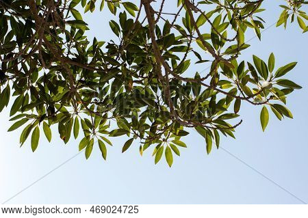Glow Green Leaves Against Bright Blue Sky Background.