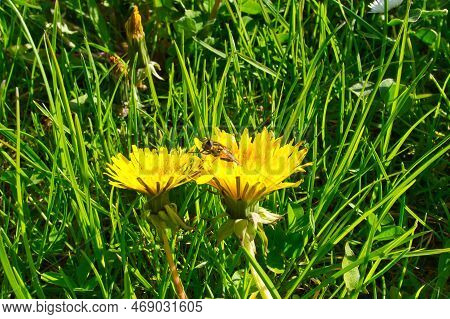 Dandelion Or Dandelion, Also Known As Dandelion, With A Bee On The Flower. Yellow Petals On Your Gre