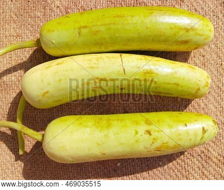 Long Bottle Gourd Squash Green Vine Vegetable Food Long-calabash Gourds (lambi  Lauki Doodhi Dudhi) 