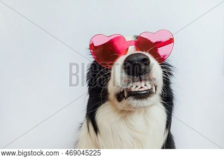 St. Valentines Day Concept. Funny Puppy Dog Border Collie In Red Heart Shaped Glasses Isolated On Wh