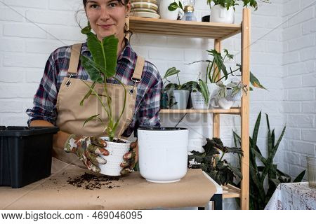 Transplanting A Home Plant Philodendron Into A New Pot. A Woman Plants A Stalk With Roots In A New S