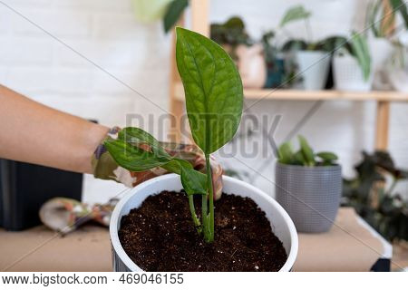 Transplanting A Home Plant Philodendron Into A New Pot. A Woman Plants A Stalk With Roots In A New S