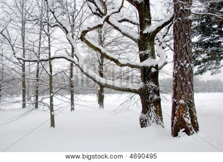 หิมะตกต้นไม้