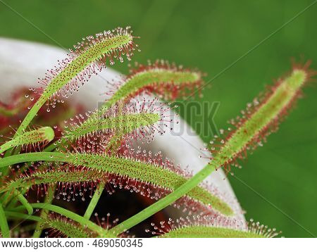 Close Up Of A Carnivorous Plant, Drosera Capensis, A Insectivorous Plant With Mucilaginous Glands