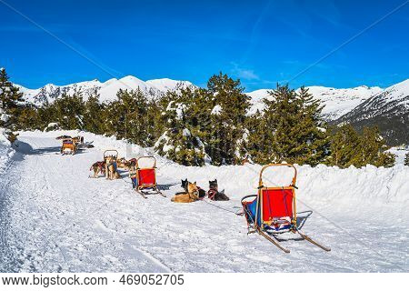 Group Of Huskey In Many Dog Sleds, Waiting For A Ride, Snow Capped Mountains And Forest In Backgroun