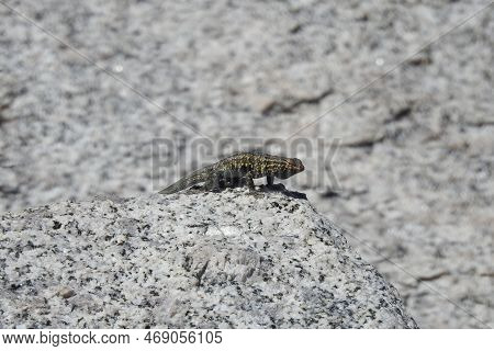 A Colorful Western Fence Lizard Arched On A Large Granite Boulder In The Eastern Sierra Nevada Mount
