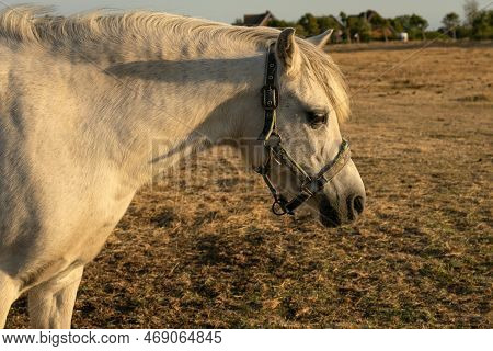 Horse Portrait At Sunset.farm Animals.white Horse With White Mane Portrait.white Horse In Paddock At