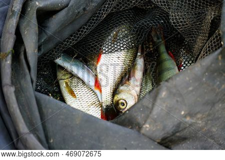 Caught Fish On The Shore In A Fishing Cage. Rudd - Scardinius Erythrophthalmus