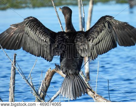 Double-crested Cormorant At The Lake Apopka Wildlife Refuge In Florida