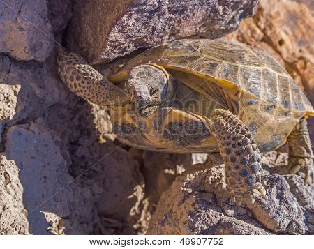 Klatring skildpadde