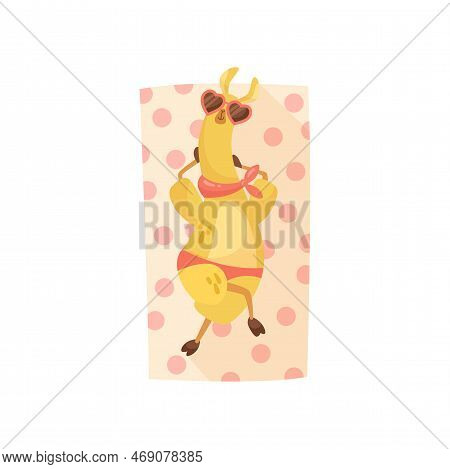 Llama Cartoon Character Sunbathing Vector Illustration. Summer Resort, Funny Comic Wild Animal In Su