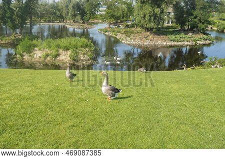 Summer Landscape  With Fat  Gooses And Swans In Park In 
Dniro City, Ukraine