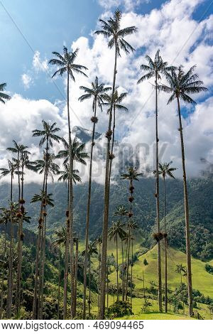 Cocora Palm Valley In Colombia In South America