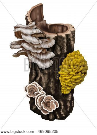 Watercolor Realistic Yellow Mushrooms. Mushrooms Growing On The Tree. Laetiporus Sulphureus Is A Spe